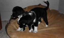 Lab/Border Collie cross puppies for sale. All puppies have seen the vet and have first shots and are dewormed. Black and white in color. Very playful. Great with kids. Please call 519-454-4764 or 226-338-3049 if interested.