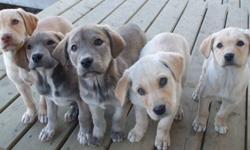 I have a few 3/4 Lab, 1/4 Collie pups for sale.
The are very well socialised and are very friendly.
Please call or email for more info or to setup a time to view them.