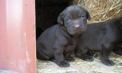 Black and Chocolate lab puppies for sale. Mother is a CKC registered Black Lab and Father is a CKC registered Chocolate Lab. The pups will come with first shots, vet checked, dewormed, and a four week health guarantee. The pups are selling for cheaper