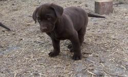 Black and Chocolate Lab puppies ready to go in a week... The mother is a CKC registered Black Lab. The father is a CKC registered Chocolate Lab. The puppies come with a four week health guarantee, vet checked, dewormed, and first shots.
 Both parents are