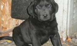 In STURGEON FALLS
What a nice xmas gift. We have lab puppies for sale,  3 male black. Parents on sight.
You get vet check, first needle and de-wormed. They are ready to go.You can call after 6:00 during the week and anytime on the weekend. Ask for Sylvie