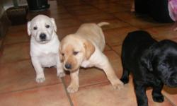 Yellow/black lab puppies for sale, parents are avalible for viewing. Excellent hunting and family dogs. Asking 200.00 Please calling 306 548 4204 Puppies are located on a farm near sturgis,sask. Puppies are eating on their own so they are ready to go to