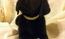 We have 2 very handsome and loving black lab puppies left for sale. They have been well socialized with kids and other pets and will come
Both remaining puppies are males
- vet check
- 1st shots
- dewormed
- puppy starter pack with food, toys, chews,