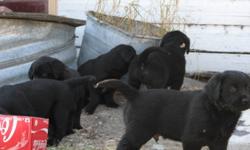 7 - Black/Chocolate Lab crossed with American Golden Retriever PUPPIES - 8 weeks old.  Excellent hunting breed, independent and good natured puppies.  4 Female (2 Blk, 2 Blk/Wht/Brn) and 3 Male (Black).  $100 OBO (204) 664-2071 Chatfield, Manitoba