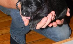 Mom is Lab with small amount of rottie the dad is full Lab,7 boys 2 girls,vry cute puppies