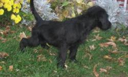 We have 2 male black Labradoodle puppies available. Great personalities and temperaments. Nice med, wavy coats.  Mother is a Reg Std Poodle and sire is a Reg Labrador Retriever.