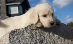 BEAUTIFUL LABRADOODLE PUPS. Really soft and playful. Very low-shedding and Hypo-allergenic
Really friendly personalities. Love to play in the grass.
Watch a video of them here.(copy paste to your browser)
http://youtu.be/jinKHNVF_oI
Both parents are our