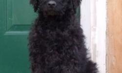 One very sweet male labradoodle puppy, he has a soft curly coat so he is non shedding and hypoallergenic. He is very gentle, loving, happy boy who has played with kids, cats and other dogs. He has had first and second shots, has been dewormed and is