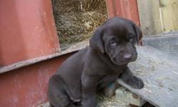 We have Chocolate and Black Lab puppies that will soon be ready for their new homes. The mother is a Black Lab (CKC registered) and the father is a Chocolate Lab (CKC registered). They will come with a four week health guarantee, dewormed, vet checked,
