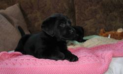 Beautiful black lab pups available. These are lovely pups bred to be wonderful companions for pet show or anything you want them to do. They are champion bred mom has her champion title. They have very good temperments. They are CKC registered Will have