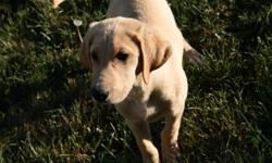 The puppy price for this litter was $1000. Price reduced to $600 plus GST for quick sale.2 yellow male Labrador Retriever puppies available and ready to go home now. If you are looking for a bit older puppy who loves people these are the pups for you.