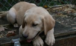 We have 2 yellow Lab males for sale that are 14 weeks old.They are very nice looking puppies and very friendly. They are CKC registered, dewormed, have their first 3 vaccines, health checked by the vet, and microchipped. Their puppy price was $1000 plus