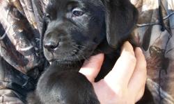 CKC Registered Black Labs
Males- $850 1 Female Left- $900
These purebred puppies come from a long line of Canadian and American Kennel Club champions from hunting and field trials. They will be vet checked, microchipped, de-wormed and have their first