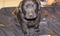 ONLY - 2 LEFT!! OUTDOOR RAISED - GREAT FAMILY DOG! ADORABLE LABS FOR SALE -  1-BLACK-MALE-1-BLACK FEMALE. VERY FUN, ENERGETIC LOVING DOGS!! GREAT PERSONALITIES! PUPS NOT REG. THEY HAVE THEIR FIRST SHOTS, CHECK UP AND DEWORM. FOR MORE INFORMATION PLEASE