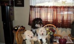 Rare breed Lagotto puppies,2 female,1male . Ready to go Feb.1. These are pet quality pups and are adorable.
