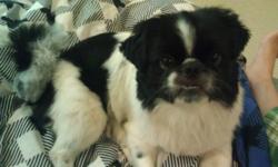 Leo is a Pekingese and has the cutest puppy eyes. He is under 10lbs. He was rescued by A Better Life Rescue and I am now fostering Leo. Although we are not positive about his age, he still acts like a puppy and loves to play with my other smaller dog.
Leo
