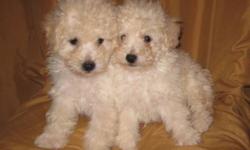 Calm and non-shedding Miniature Poodle puppies for sale. Two males and one female. Mom is CKC registered and dad's parents are AKC registered. They have been vet checked, first shots, dewormed and tails docked. Both parents are white. Ready to go. Can