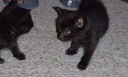 I am looking for a few good new forever city homes for 4 kittens. they were rescued off a small farm and are to small to make the winter. they are just getting their teeth so they need to be feed wet kitten food still. i have 3 females and 1 male. the