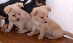 Two cream colored girls, real sweethearts. Not teacups, so would be good for an active family. Goodnatured, healthy puppies. E-mail for more info.
