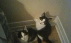 I have 4 12 week old kittens who are looking for their forever homes. I have 2 Females & 2 Males. We are black & white. Completely Litter Trained. We are eating Soft & Hard Food. We have been raised with other cats. Also we have been living with 2 large
