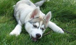 Hi I am looking for a 8 week old Siberian husky puppy.
We are a very loving home for your pup we are not breeder's.
We have a 160 acer ranch with cows horses dogs and more.
We will take super good care for your pup.
I am more looking for a gray female.