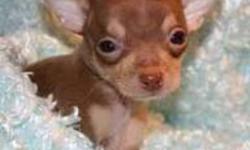 Looking to buy a chocolate and tan shorthaired purebread chihuahua.I already have a chihuahua and am looking for a friend for her.I would prefer an other female but would consider a male.Would also prefer a puppy but would consitter any age as long as the