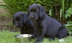 I am Looking for a Female Pure Bred LAB puppy.( 8-12 weeks)
 
                        Must be Pure Bred  Lab  ( NO Mix's/cross's)
Perfer  BLACK Lab but willing to consider Yellow or chocolate!!
  Would be Going to A Loving Forever Home that has a Lab mix