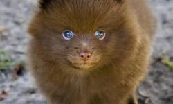 I have been looking for a female teacup pom for awhile now. I only want one that looks exactly like one of the ones in these pictures, ie. Chocolate brown, pure white or black & white. No orange or grey please.
Chocolate brown would be amazing!
Please