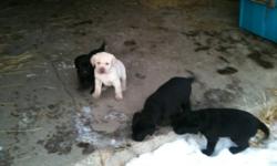 Lab puppy's 4 black 1 gold
This ad was posted with the Kijiji Classifieds app.