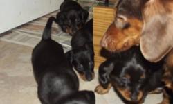 2 females and 2 males (2 males are long hair), available this week or can hold to Christmas.  They are raised underfoot in my home with much love from our 4 children.  My miniature doxie's (dachshunds) have wonderful temperaments and are a joy to own,