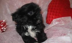 ADULT SHIH-TZUS, 1 F/SHIHCHON AND BEAUTIFUL Puppies up for Adoption! Will mature in size 10/11lbs.
All vaccinations/dewormed UTD. Looking for  forever homes.
12 week old PUPS, and 1 male are Black/White and BLK/SILVER girls, also have had 2