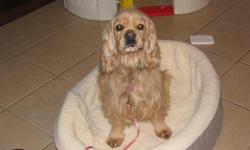 Very sweet cocker spaniel has been missing since September 25.  Maggie is very nervous but she is a real sweetie.  She went missing from the Brighton area sunday September 25th.  She was wearing a pink collor.  We are really looking for any information at