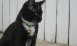 Our cat went missing in Kentwood area on Wednesday, October 12, 2011. His name is Ryder and he is a black and white DSH neutered male .We miss him terribly and just want him to come back home. If you find him or have any information regarding his