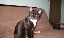 Our cat went missing in Kentwood area on Wednesday, October 12, 2011. His name is Ryder and he is a black and white ,neutered DSH .He has an ear tatoo for identification: XPI208.
We miss him terribly and just want him to come back home. If you find him or