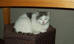 STILL MISSING.....Our cat Marvin went missing on August 4th 2011 in  Mountivew though he could be just about anywhere by now.
 
He is white with grey/black spots and has a dark grey tail. The tip of his right ear is missing and he is tattooed. 
 
He is a