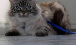 Lola has been missing since September 12, 2011 and was last seen in the Arkell area in Whitehorse, Yukon.  She is a 5 year old medium, long-haired, tan/white Siamese/Tabby Cross with blue eyes and a white belly.  She has no collar or tags, but is