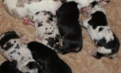Beautiful Louisiana Catahoula Leopard pups:
Purebred, Registered.  Champion Blood Lines.  Rare breed. 
Catahoula's make wonderful family dogs.  They are friendly, affectionate, intelligent and faithful.  They are great with children and other animals.