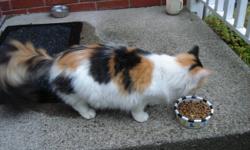 She is a two year old CALICO female who loves people and cats.
She came into our yard a month ago and never left.
We would keep her but already have three cats and a dog.
Our Vet checked her out and gave her flea treatment.
She is Spayed & Micro-Chipped.