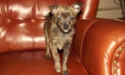 Just one puppy left! Adorable Pomeranian/Terripoo Girl. Very striking and rare Brindle Color. Approx 8 pounds full grown. 
 
Vaccinated not just once but TWICE, De-wormed, Health Guaranteed, Food/Toy Samples and her Health Documents.  Since she has