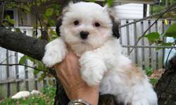 Come and meet our lovely Maltese mix puppies.
We have 2 Maltese/shih Tzu cross and one sweet Maltipoo girl available.(she is $450)
They will grow up to 8-10 lbs. These babies love to be around people, love to be loved. They are playful, gentle, easy
