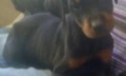 Have an adorable little female Doberman/Rottie pup. Her mother is a pure Doberman and father is a pure Rottie. Her tail is docked and dew claws removed. However,  she needs her needles, that is why she is so cheap. She loves other dogs. And she likes