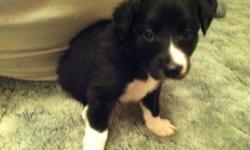 Hello there! We have one beautiful male border collie pup ready to go by December 21 or thereafter; He is dewormed & has had his first set of shots. Border Collies require an active life-style and plenty of interaction from owners.; They are not the type