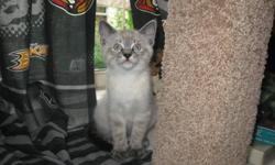 One beautiful female lynx point Siamese kitten left. Very playful and social, has been raised with other animals and children.
litter box and scratch post trained. Mother is seal point siamese and father is lynx point cross with ragdoll. Last picture is