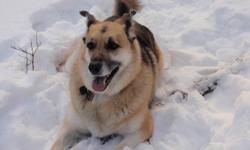 My 6 year old Shepherd Cross needs a loving home. She is active and loves long walks and water. She has been a very loyal companion to me but is best suited for a single person with no children. Please call with any questions.