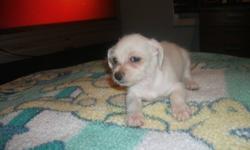 MALCHI PUPPIES FOR SALE
 
Maltese & Chihuahua
Cute & Cuddly
1 girl only left
Perfect Christmas Gift
Ready to Go
Vet checked, first needles & Dewormed
 
$250.00
 
SERIOUS INQUIRES ONLY PLEASE