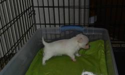 I have 2 MalChi's ( Maltese and Chi cross) for sale. One Boy and one female.The female is pure white like a Maltese with the Chi head super cute and the boy is tri colored and both will have the long maltese hair so will be non shedding. They are