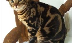 3 year old, neutered male Bengal cat needs home asap. Just got him but does not get along with the dogs. Super friendly guy. Comes with covered litter box, litter, food, toys and large cat tree.
This ad was posted with the Kijiji Classifieds app.