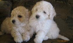 2 Male Bichon Poos Available.
Puppies come with 1st shots, dewormings 3x, Vet Check & Health Certificate signed by my vet.
These puppies are non shedding and non allergenic.
Mother is a White Bichon, and the Father is a Toy Apricot Poodle.
These puppies