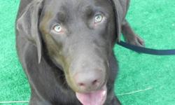 T
Male Labrador Retriever, Chocolate color. 20 months old. Purebreed CKC. Large breed, 88 lbs. Green eyes. Very smart, well behaved, Loyal,Trained. Been around guns shooting,shows exc signs of hunting skill. Been socialize with all dogs, off leash parks.