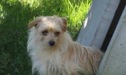 Beautiful, playful male Morkie for sale. Soggy is fully house trained, crate trained and was raised with children and other dogs.  He loves to play, run walk and chew on his toys. If you are interested, please call 905-551-0689 or e-mail to setup an